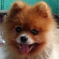 Vitold